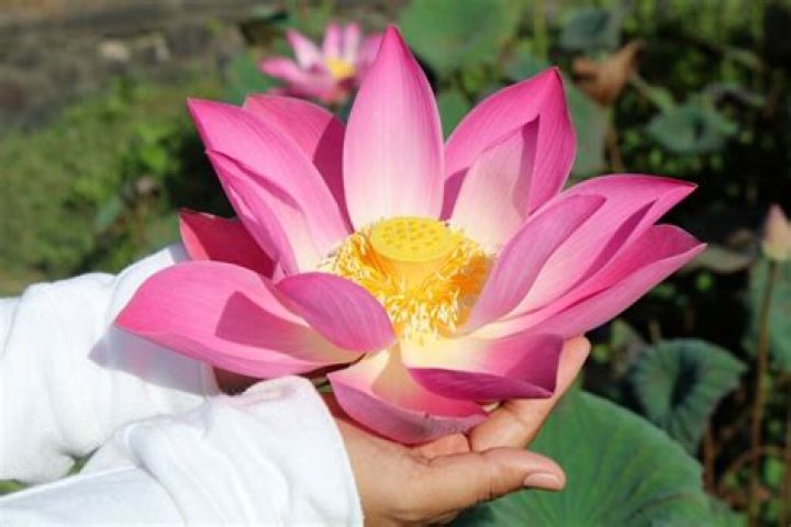 Can you eat a lotus flower?