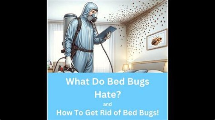 Do fabric softener sheets repel bugs?