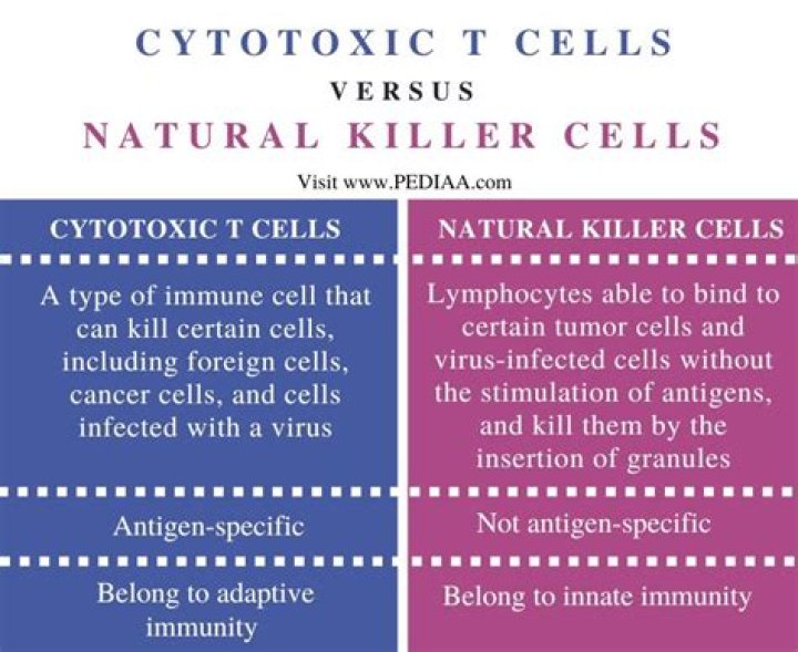 What is the difference between cytotoxic T cells and natural killer cells?